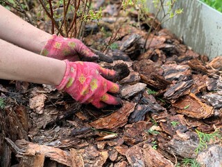 Gardening - Mulching plants with pine bark againts to weeds.