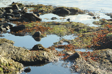 rocks and plants in water - Lysaker