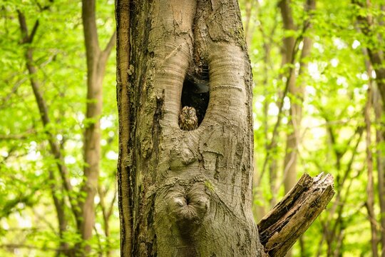 The small brown tawny owl sitting and sleeping in a cavity in an old tree trunk. Mixed forest with beech trees and fresh green leaves in the background.