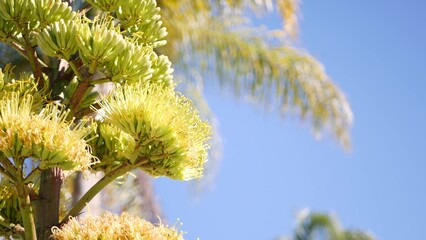 Yellow agave or aloe exotic flower panicle, century or sentry plant bloom, succulent blossom or inflorescence. Blue clear sunny summer sky, flowering maguey and palm tree, California flora, USA garden
