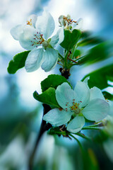 apple blossoms