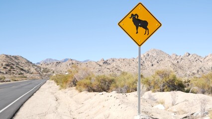 Bighorn sheep, ram crossing warning yellow sign, California USA. Wild animals xing traffic signage,...