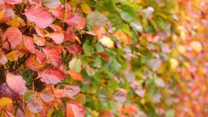Yellow autumn leaves, orange fall leaf in ornamental garden. Leafage in park in september, october or november. Seasonal colorful foliage. Natural floral background. Trimmed bush or shrub plant wall.