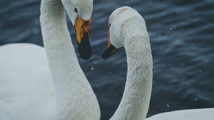 屈斜路湖　阿寒湖　摩周湖　白鳥　北海道　網走　能取岬　弟子屈