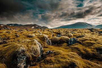 Icelandic moss - 503300116