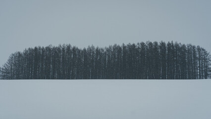 屈斜路湖　阿寒湖　摩周湖　白鳥　北海道　網走　能取岬　弟子屈