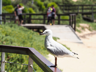 Obraz premium Seagull sitting in Western Australia