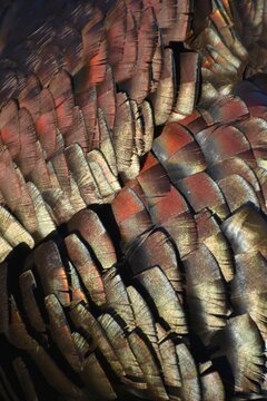 Iridescent plumage of a turkey gobbler 