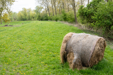 bales in the field