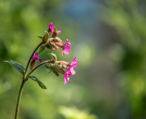 beautiful pink flower of the hedgerow crane's bill aslo known as mountain cranesbill (Geranium pyrenaicum)