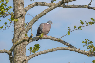 bird on a branch