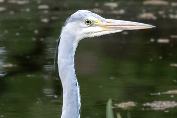 great blue heron