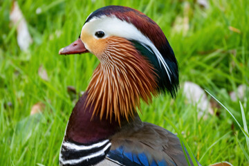 mandarin duck in the grass
