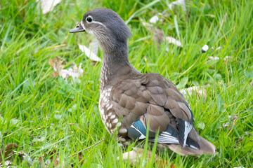 mandarin duck in the grass