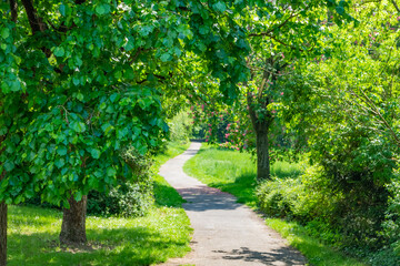 tree in selective focus in spring