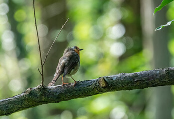 a robin redbreast (Erithacus rubecula) afflicted with feather mite and a balding head perches on a branch