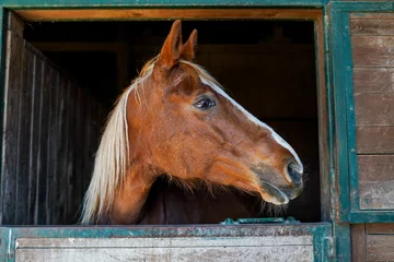 Fotobehang brown horse breeding farm in a village on sunny day © Nastya