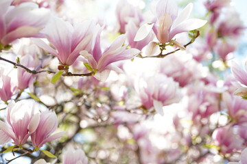 Blooming magnolia tree in spring on pastel bokeh white background