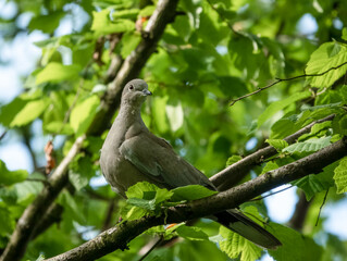 close up of a collared dove (Streptopelia Decaocto)  perched in tree branmches, green spring leaves background