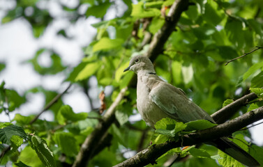 Fototapeta premium close up of a collared dove (Streptopelia Decaocto) perched in tree branmches, green spring leaves background