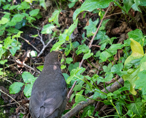 close up of a blackbird (turdus merula) feeding amongst woodland undergrowth