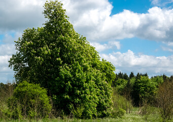 Fototapeta premium large bright green beech tree (Fagus) foliage in afternoon spring sunshine, blue sky with white nimbus cloud