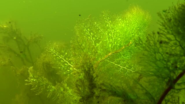 Greater bladderwort or common bladderwort (Utricularia vulgaris), insectivorous plant in Yalpug lake, Ukraine