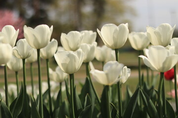 Blooming white tulips in the park, square, botanical garden, selective focus