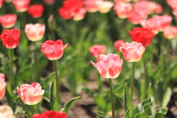 Obraz premium Field of blooming pink and red tulips, selective focus