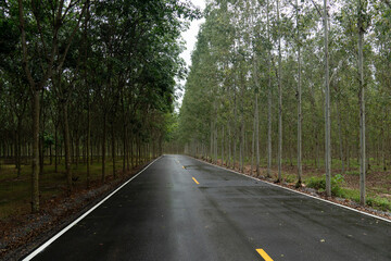 Beautiful asphalt road, wet with rain, goes straight ahead. There is a white traffic line. and yellow dotted lines Trees on both sides of the road to the end of the road curve in front.