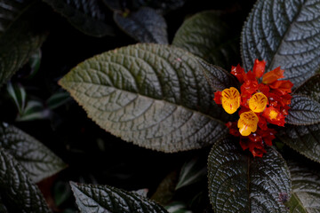 Above view of Chrysothemis pulchella (Donn ex Sims) Decne Yellow and Orange color. on dark brown...