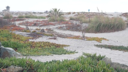 Sand dunes of misty Coronado beach, ocean waves in fog, California coast, USA. Cloudy overcast weather in San Diego. Succulent plant on calm quiet sea shore in brume, grass in haze, serenity aesthetic