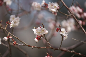 白梅の花