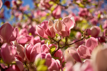 Beautiful magnolias blooming in the Ukrainian botanical garden