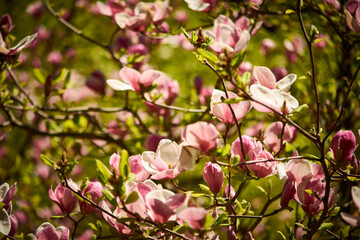 Fototapeta na wymiar Beautiful magnolias blooming in the Ukrainian botanical garden