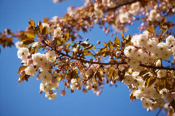 Beautiful sakura blooming in the Ukrainian botanical garden