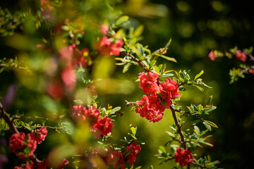 Beautiful sakura blooming in the Ukrainian botanical garden
