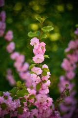 Beautiful sakura blooming in the Ukrainian botanical garden
