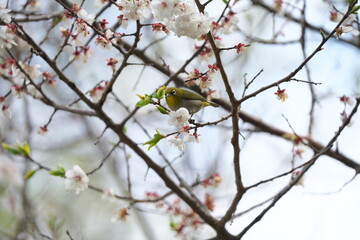 白梅の花の蜜を吸いに来たメジロ