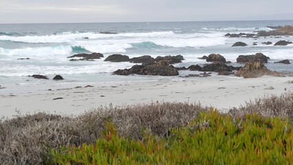 Scenic 17-mile drive, Monterey, California USA. Rocky craggy ocean, sea water waves crashing on rock. Pacific coast highway, wild nature near Point Lobos, Big Sur and Pebble beach. Succulent ice plant