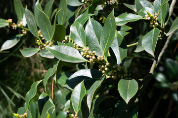 Fondo de hojas de arbusto y árboles.