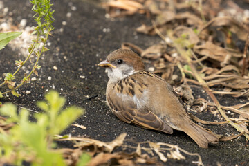 地面でくつろぐ若きスズメ