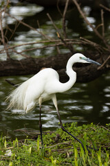 手頃な枝を物色するダイサギ