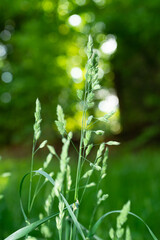 Fototapeta na wymiar Green spikelets of grass in a clearing with beautiful bokeh