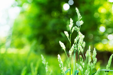 Green spikelets of grass in a meadow with bokeh