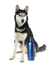 Cute Siberian Husky dog and bottle of pet shampoo on white background