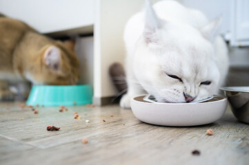 Two hungry cats in appetite eat from a bowl of delicious pate for animals, at home. 