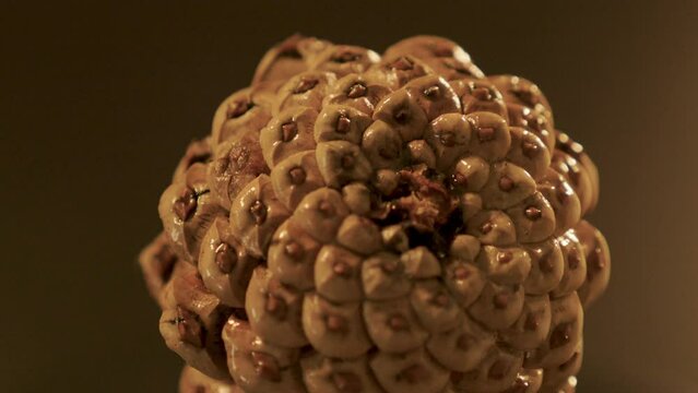 Pineal slowly turns close up