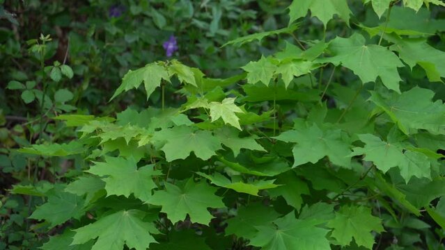 Zoom Out on Norway maple (Acer platanoides) at Spring on an overcast day - static