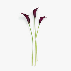 Dark purple Calla lily flowers on white background. Nature flowery flat lay, minimal style. Bouquet...